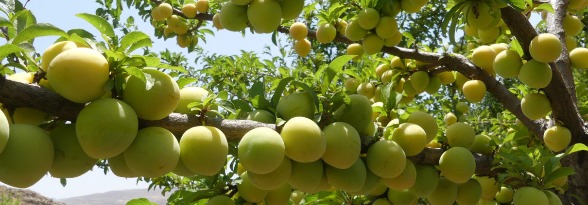 این عکس مربوط به صفحه محصولات قالب‌های پاورپوینت آماده مدارس سایت گروه تخصصی اسنپ پاورپوینت می‌باشد.