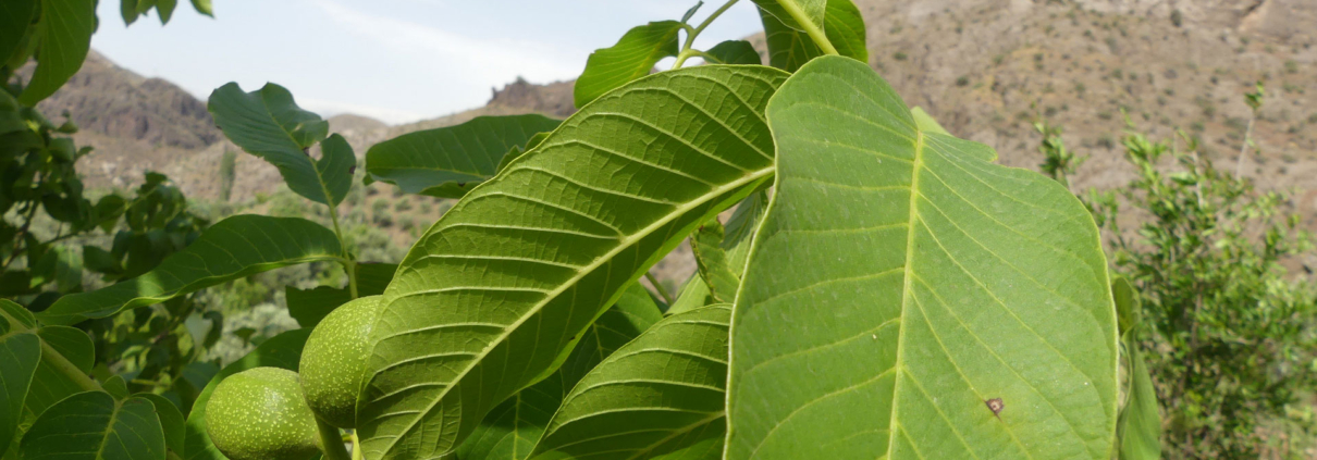 این عکس شاخص صفحه فرعی محصولات، مربوط به بخش قالب پاورپوینت پایان‌نامه‌های بخش مامایی، گروه تخصصی اسنپ پاورپوینت می‌باشد.