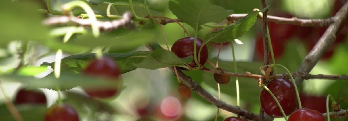 این عکس شاخص صفحه فرعی محصولات مربوط به بخش پاورپوینت پایان‌نامه‌های شاخه فنی و مهندسی، گروه تخصصی اسنپ پاورپوینت می‌باشد.