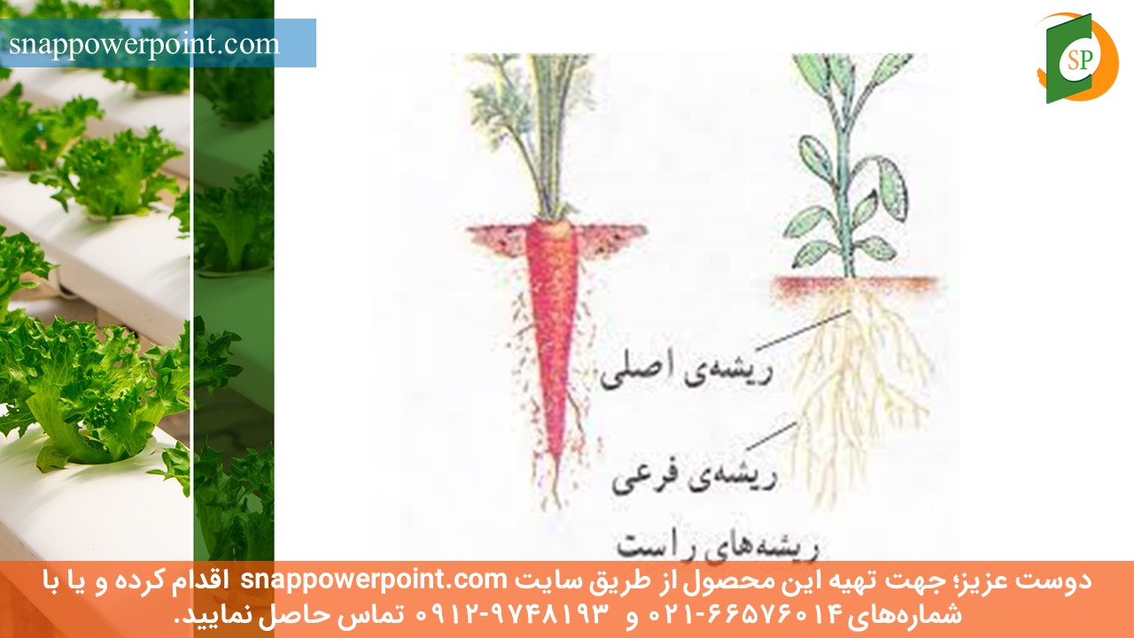 این عکس، مربوط به پاورپوینت آماده ریشه های گیاهان و انواع آنها، گروه تخصصی اسنپ پاورپوینت می‌باشد.