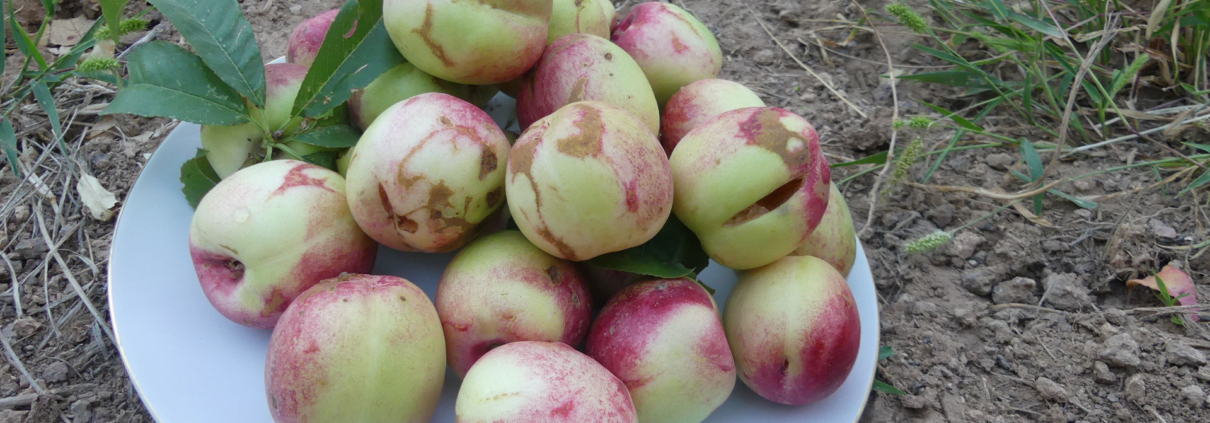 این عکس شاخص صفحه اصلی محصولات مربوط به بخش پاورپوینت‌های آماده رشته مهندسی کامپیوتر، گروه تخصصی اسنپ پاورپوینت می‌باشد.